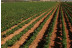 Bodegas Real: Visita a Viñedos con Cata de 2 Vinos para dos (Valdepeñas, Ciudad Real)