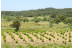 Visita a Bodegas Saavedra, Cata de Vino, Cata de Aceite, Maridaje y Comida para dos (Madrid)