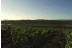 Visita Guiada y Cata en Bodega Laus para dos (Barbastro, Huesca)