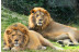Visita al Safari Serengueti en Selwo Aventura Estepona (Málaga)