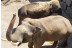 Visita al Safari Serengueti en Selwo Aventura Estepona (Málaga)