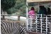 Visita al Safari Serengueti en Selwo Aventura Estepona (Málaga)