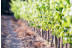 Visita a Celler Vinyes dels Aspres con Cata de Vinos y Degustación a Elegir para dos (Cantallops, Girona)
