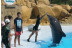 Experiencia con Animales: Visita VIP a Selwo Marina Delfinarium en Exclusiva (Benálmadena, Málaga)