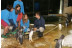 Experiencia con Animales: Visita VIP a Selwo Marina Delfinarium en Exclusiva (Benálmadena, Málaga)