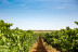 Cata Pans y Vins: Cata de Vino con Maridaje de Panes Especiales para dos en Bodegas Vi Rei (Mallorca)