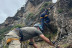 Vía Ferrata Camaleño en Picos de Europa (Camaleño, Cantabria)