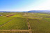 Visita a Bodegas Vicente Gandía con Cata de Vinos y Tabla de Quesos y Embutidos para dos (Las Cuevas de Utiel, Valencia)