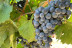Visita a Bodegas Vicente Gandía con Cata de Vinos y Tabla de Quesos y Embutidos para dos (Las Cuevas de Utiel, Valencia)