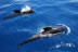 Crucero Vikingo con Avistamiento de Ballenas y Delfines (Santa Cruz de Tenerife)