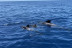Crucero Vikingo con Avistamiento de Ballenas y Delfines (Santa Cruz de Tenerife)