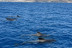 Crucero Vikingo con Bebidas y Baño (Tenerife)  