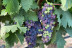 Escapada en Villas Perfer y Visita a Bodegas Perfer con Cata de Vinos y Aperitivo (Uleila del Campo, Almería)