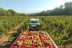 Paseo por los Viñedos con Desayuno de Payés y Cata de 3 Vinos en Mulet Viticultors (Santa Fe del Penedès, Barcelona)