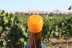 Paseo por los Viñedos con Desayuno de Payés y Cata de 3 Vinos en Mulet Viticultors (Santa Fe del Penedès, Barcelona)