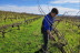 Paseo por los Viñedos con Desayuno de Payés y Cata de 3 Vinos en Mulet Viticultors (Santa Fe del Penedès, Barcelona)