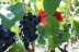 Visita a Viñedos en 4x4, Bodega, Cata de Vinos, Aperitivo y Comida en Cellers Baronia del Montsant (Tarragona)
