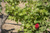 Escapada en Sercotel AB Arganda con Desayuno y Visita a Bodega Vinícola de Arganda con Degustación de Vinos (Madrid)