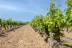 Escapada en Sercotel AB Arganda con Desayuno y Visita a Bodega Vinícola de Arganda con Degustación de Vinos (Madrid)