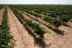 Escapada con Visita a Bodegas Castiblanque y Cata de Vino (Campo de Criptana, Ciudad Real)