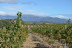 Visita a Bodegas Idrias y Viñedos con Cata de 3 Vinos y Maridaje de Productos Km 0 para dos (Lascellas, Huesca)