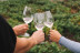 Cata de Vino y Picoteo Gourmet en Bodega Tajinaste (La Orotava, Tenerife)