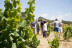 Visita a Bodega y Cata de Vinos con Aperitivo en Cellers Baronia del Montsant (Tarragona)