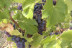Visita a Bodega y Cata de Vinos con Aperitivo en Cellers Baronia del Montsant (Tarragona)