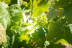 Cata de Vinos, Vinagres y Aceite en Finca Mas Perdut (Santa Oliva, Tarragona)