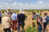 Visita "Degustación de Barricas" con Cata de Vinos y Maridaje para dos (San Román de Hornija, Valladolid)