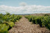Visita a Bodegas Elías Mora con Cata de Vinos y Degustación para dos (San Román de Hornija, Valladolid)