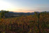 Visita, Cata y Almuerzo Frío para dos en Bodegas Morosanto (Ronda, Málaga)