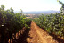Visita, Cata y Almuerzo Frío para dos en Bodegas Morosanto (Ronda, Málaga)