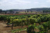 Visita Guiada por Bodega Baronia de Vilademuls y Cata de Vinos para dos (Parets d’Empordà, Girona)
