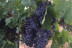 Visita a Bodega Villa d’Orta y Cata de 6 Vinos para dos (Barbastro, Huesca)