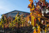 Visita a Viñedos con Cata de Vinos en BUIL & GINÉ y Comida en El Rebost de la Cartoixa para dos (Tarragona)