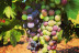 Visita a Bodega y Cata de 4 Vinos para dos en Bodega Marqués de Montecierzo (Navarra)