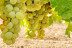 Visita a Bodega y Cata de Vinos en Bodega Emina Ribera (Valladolid)