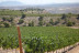 Visita a Bodega Pago de Almaraes con Degustación de Vinos y Embutidos de la zona para dos (Benalúa, Granada)