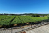 Visita a Bodega Granbazán, Cata de Vinos y Comida para dos (Vilanova de Arousa, Pontevedra)