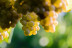 Visita a Bodega Granbazán, Cata de Vinos y Comida para dos (Vilanova de Arousa, Pontevedra)