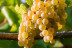 Visita a Bodega Granbazán y Cata de Vinos para dos (Pontevedra)