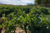 Ruta del Vino: Visita a Bodega Mainetes, Cata de Vino y Tapas para dos (Fuente Álamo, Albacete)