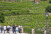 Visita a Bodega Via Romana y Viñedos con Cata de 3 Vinos para dos (Lugo)
