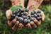 Visita a Bodegas Cañalva con Cata de Vinos y Maridaje para dos (Cáceres, Extremadura)