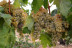 Visita a Bodegas La Soterraña con Cata de Vinos y Aperitivo para dos (Olmedo, Valladolid)
