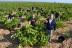 Visita a Bodegas La Soterraña con Cata de Vinos y Aperitivo para dos (Olmedo, Valladolid)