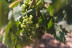 El Vino Te Habla: Visita a Bodega, Aperitivo y Cata de Vino en Bodegas Emilio Moro (Valladolid)
