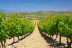 Visita y Cata de Vino y de Ibéricos para dos en Bodegas Perica (La Rioja) 