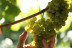 Visita a Bodegas Martín Códax con Cata de 2 Vinos para dos (Pontevedra)